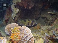 A Puffer